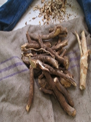 Voacanga africana Root Bark