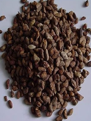 Voacanga africanum seeds