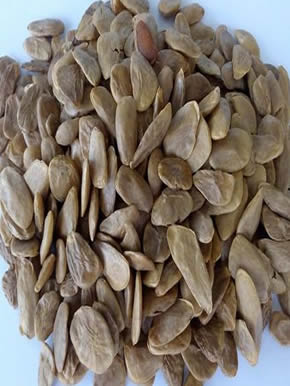 picralima nitida seeds seeds